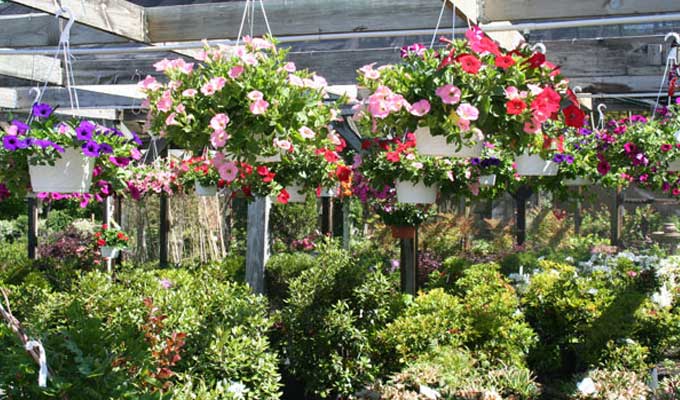 Seasonal baskets and foliage in greenhouse